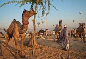Reisen Sie mit Best of Gaytravel nach Israel, in das schwule heilige Land. Schwules Kamel